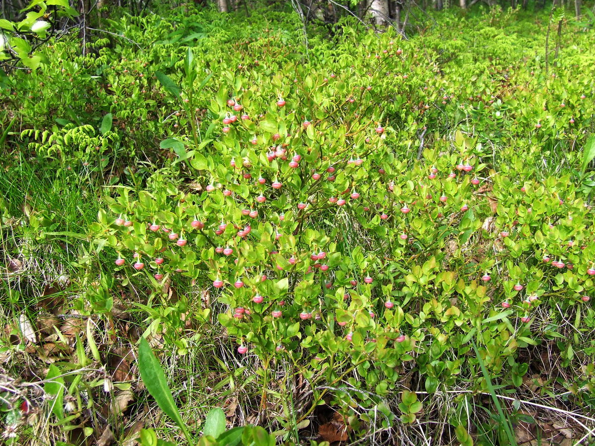 Изображение особи Vaccinium myrtillus.