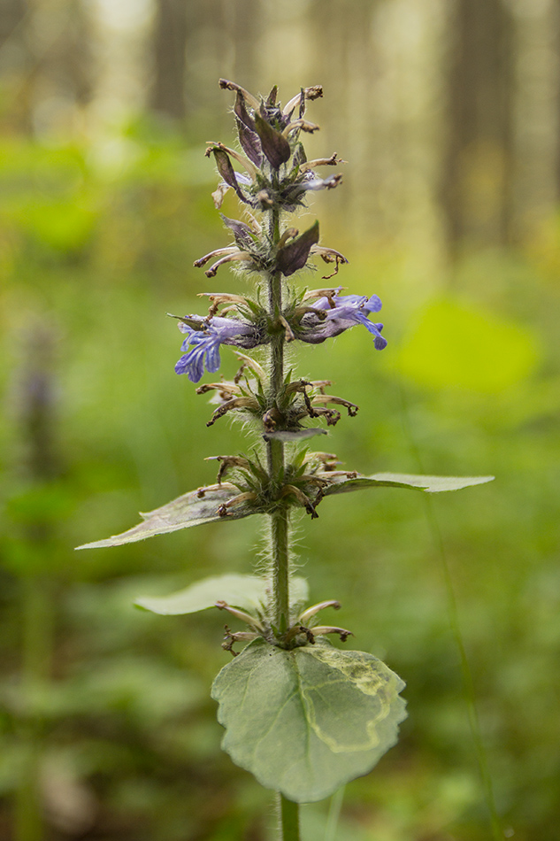 Image of Ajuga genevensis specimen.