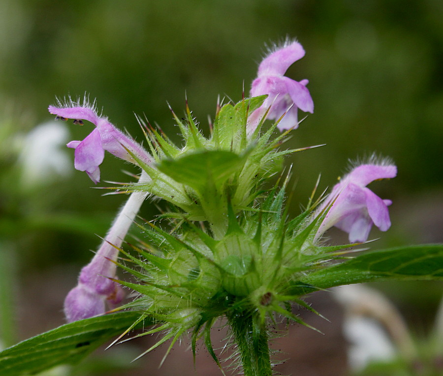 Изображение особи Galeopsis bifida.