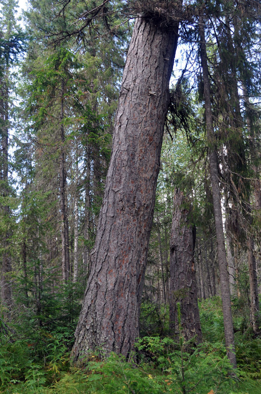 Изображение особи Pinus sibirica.