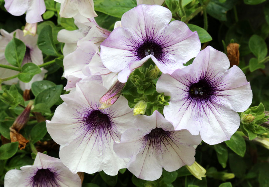 Изображение особи Petunia &times; hybrida.