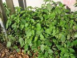 Solanum nigrum подвид schultesii. Цветущие и плодоносящие растения. Нидерланды, Гронинген, рудеральное местообитание. 18 октября 2009 г.