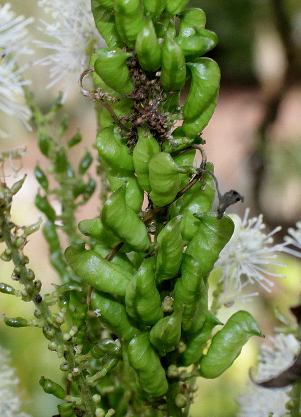 Изображение особи Cimicifuga rubifolia.