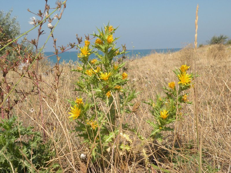 Изображение особи Scolymus hispanicus.