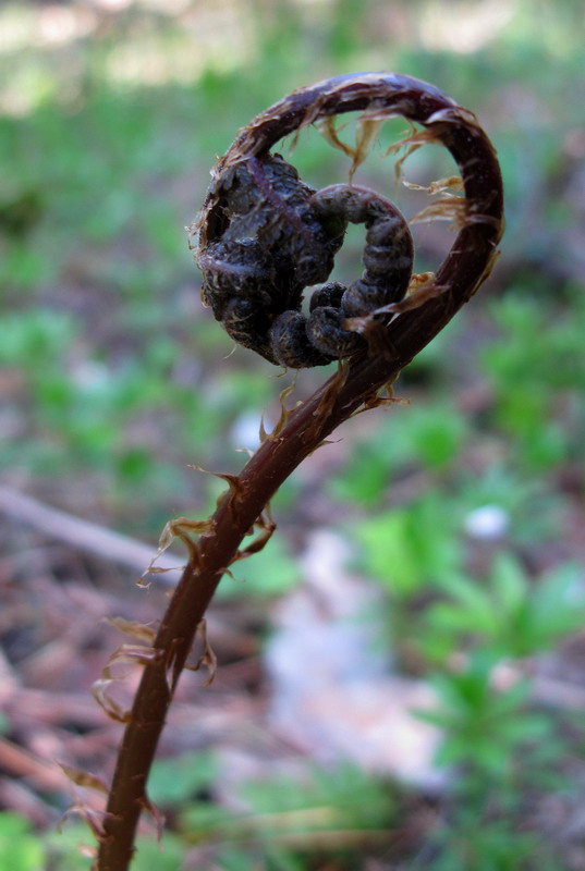 Image of Athyrium sinense specimen.