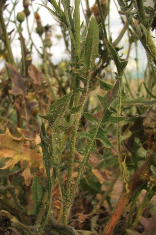 Image of Crepis rhoeadifolia specimen.