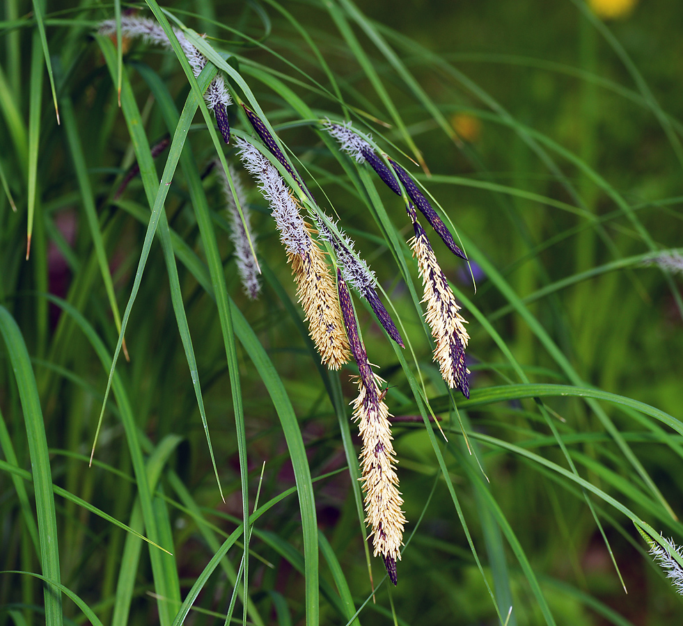 Image of Carex acuta specimen.