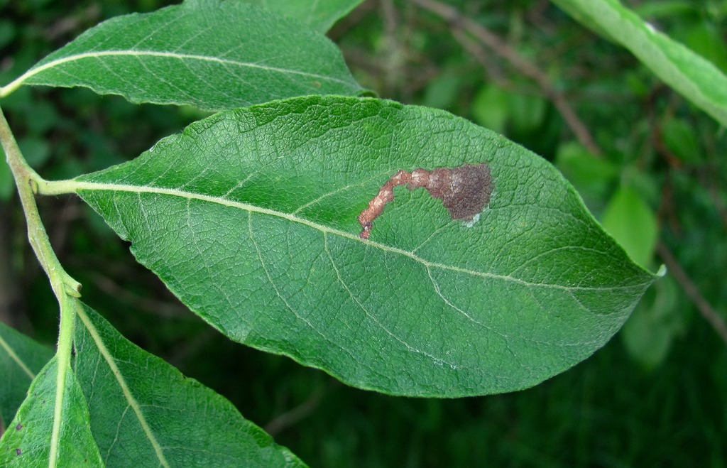 Image of Salix caprea specimen.