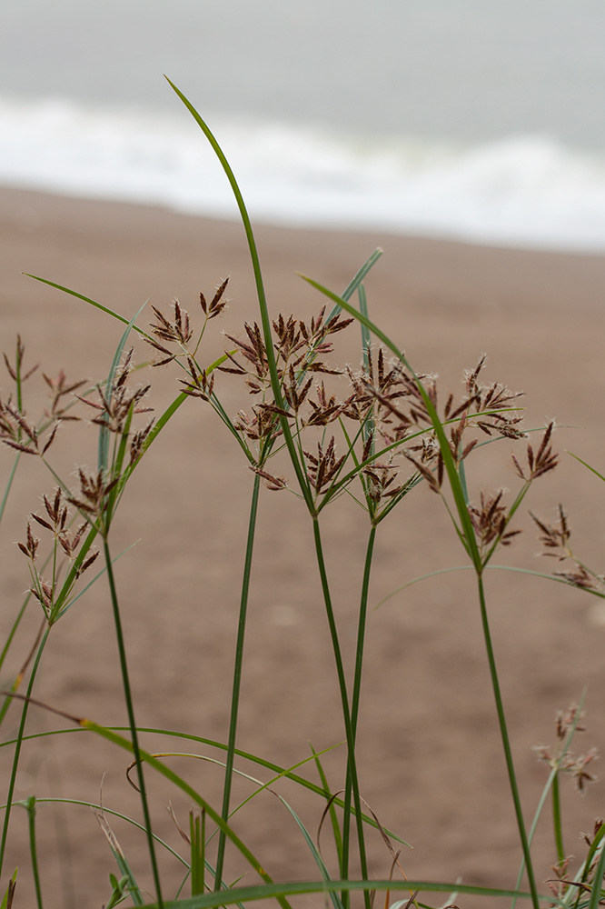 Image of Cyperus longus specimen.