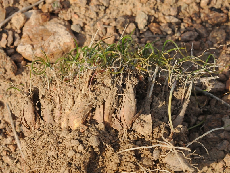 Image of Allium tschulaktavicum specimen.