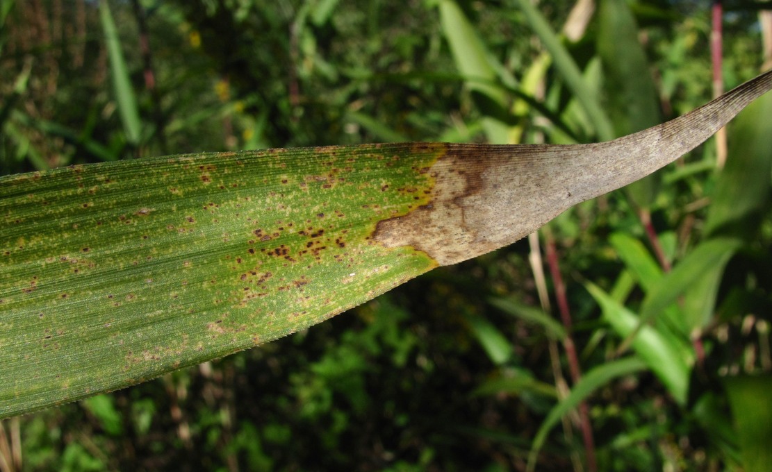 Image of Pseudosasa japonica specimen.