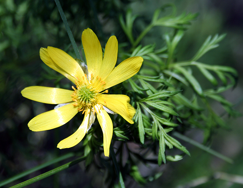 Image of Adonis volgensis specimen.