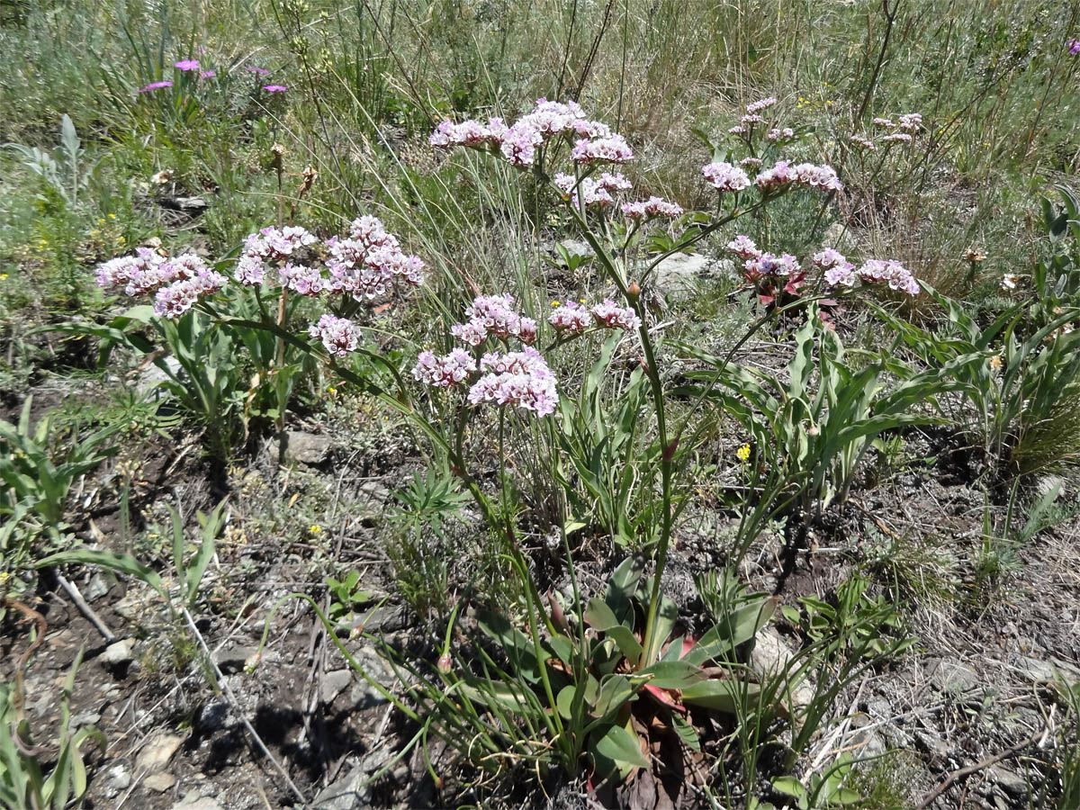 Image of Goniolimon speciosum specimen.