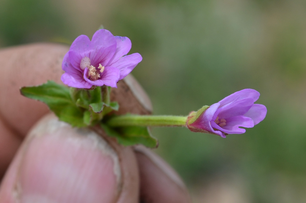 Image of genus Epilobium specimen.