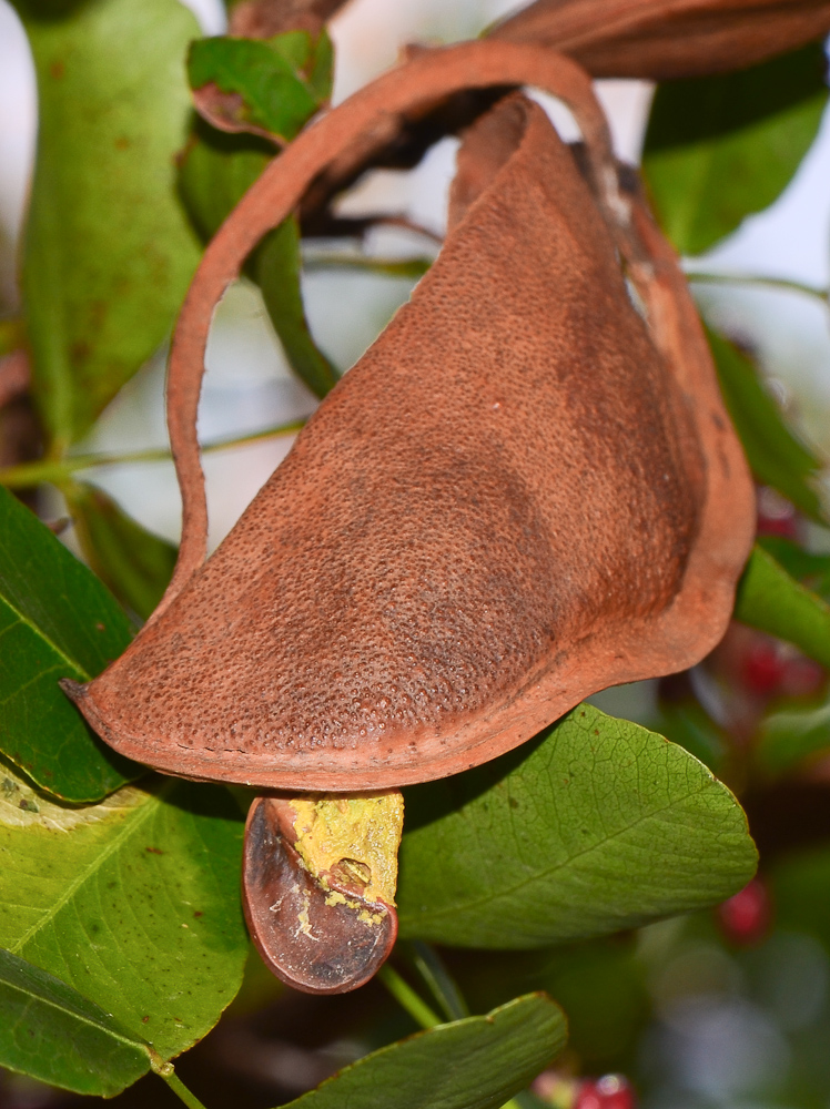 Изображение особи Schotia brachypetala.