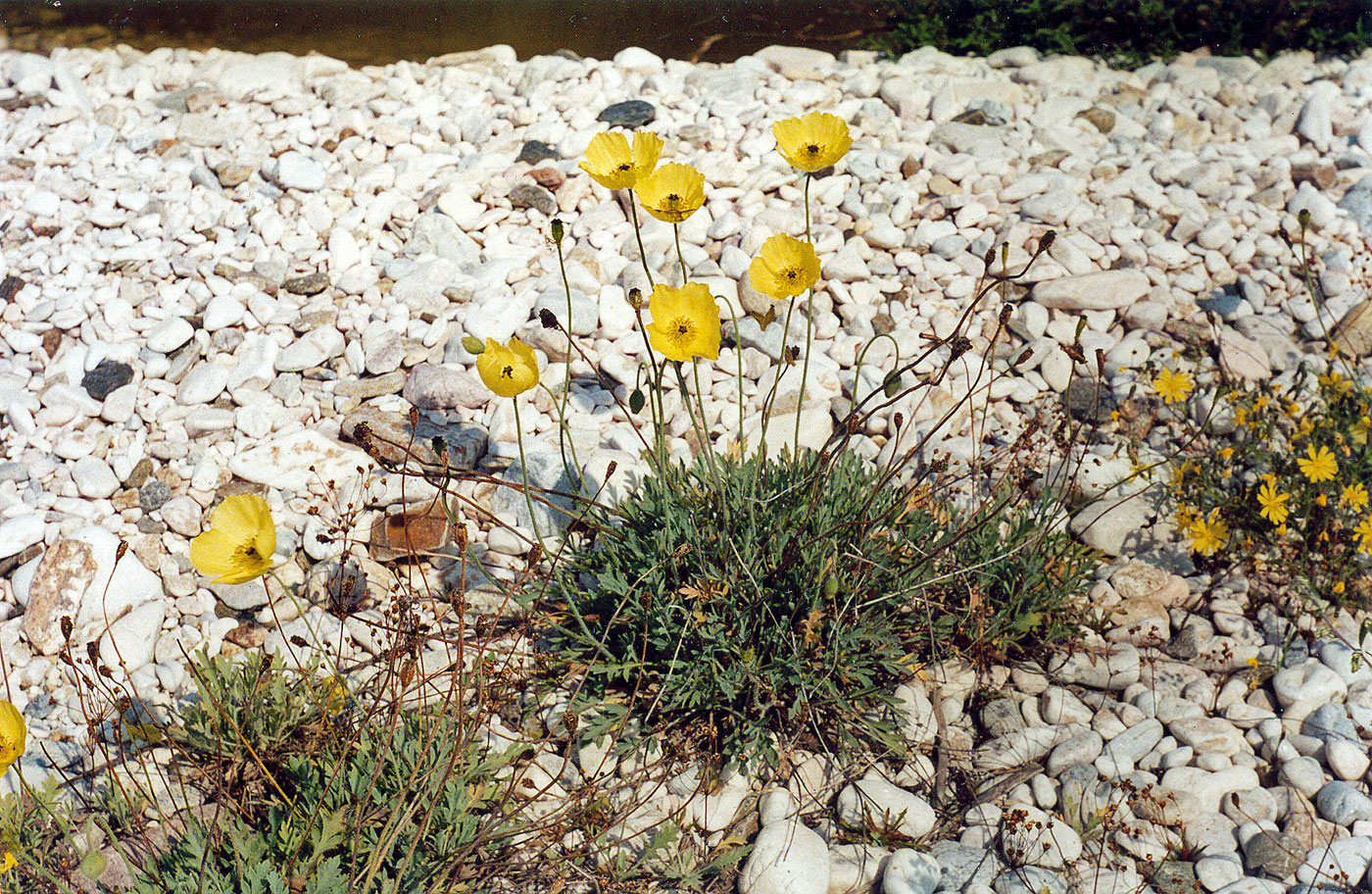 Изображение особи род Papaver.