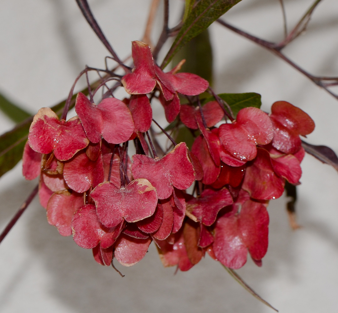 Image of Dodonaea viscosa specimen.