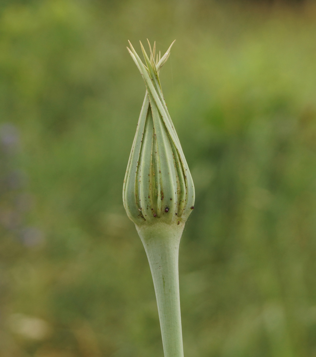 Image of Tragopogon capitatus specimen.