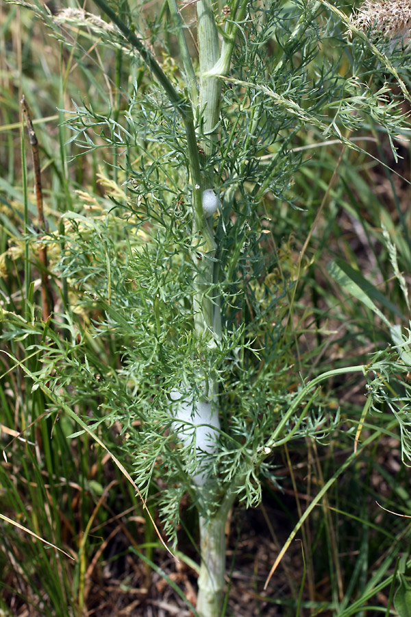 Image of Elaeosticta transitoria specimen.