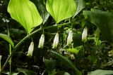 Polygonatum glaberrimum. Часть побега с цветками. Республика Адыгея, г. Майкоп, южная окраина города, дубово-грабово-буковый лес. 17.04.2016.