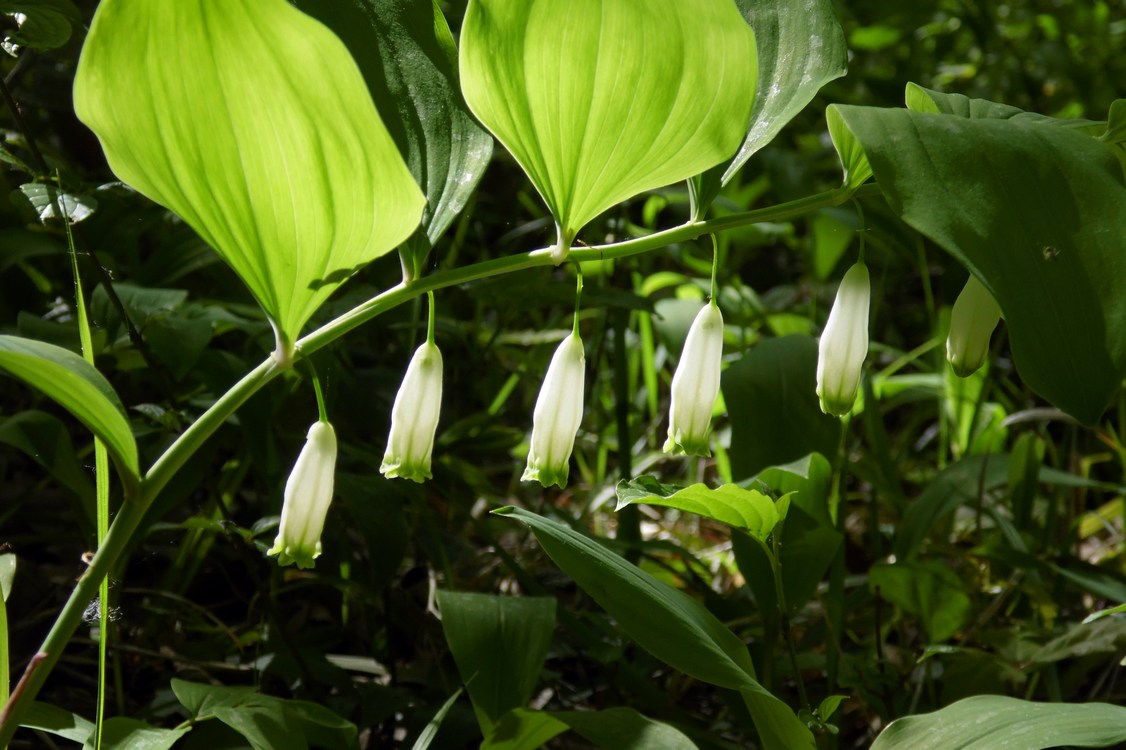 Image of Polygonatum glaberrimum specimen.