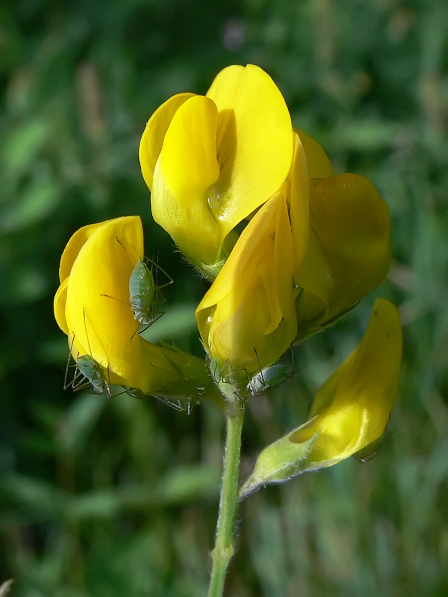 Image of Lathyrus pratensis specimen.