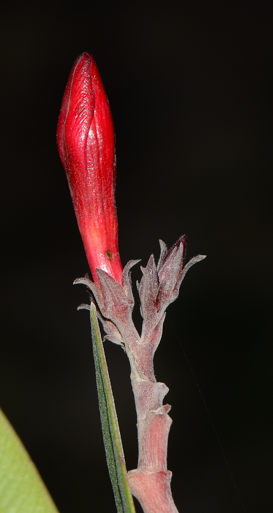 Image of Nerium oleander specimen.