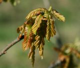 Quercus robur. Развивающиеся листья на верхушке побега. Московская обл., Раменский р-н, окр. ж.-д. платформы Хрипань, просека под ЛЭП. 06.05.2016.