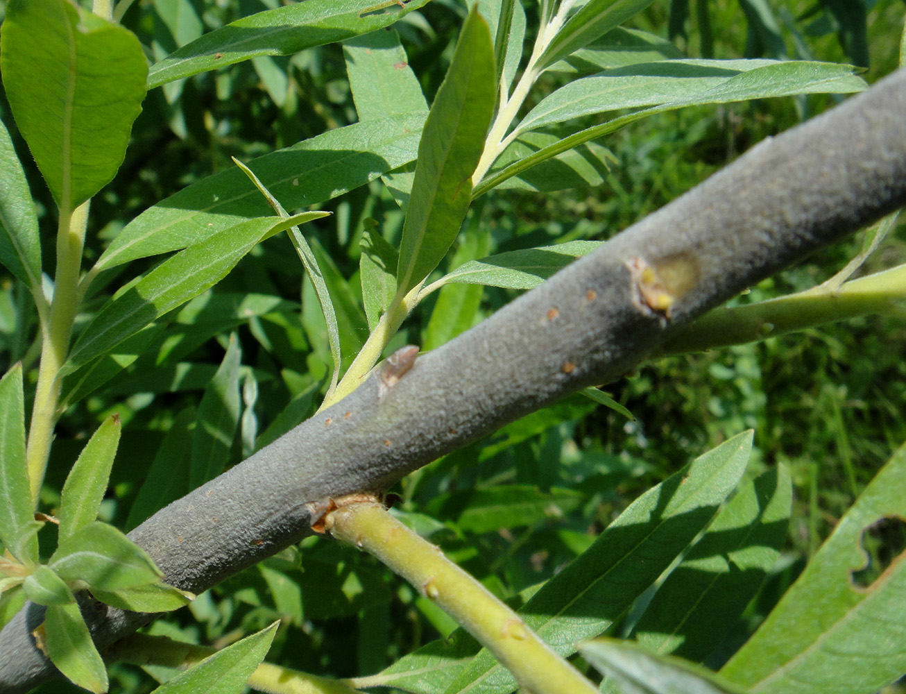 Image of Salix gmelinii specimen.