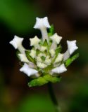 Lantana montevidensis. Бутонизирующее соцветие. Израиль, Шарон, г. Герцлия, киббуц Глиль Ям, в культуре. 07.04.2016.