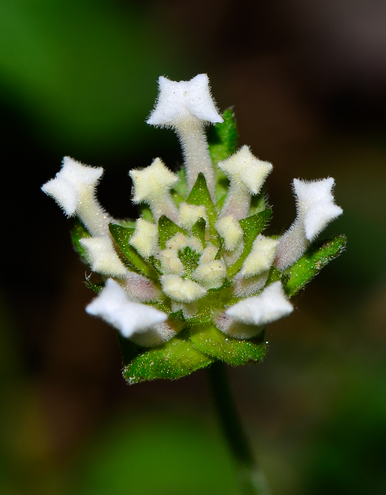 Image of Lantana montevidensis specimen.