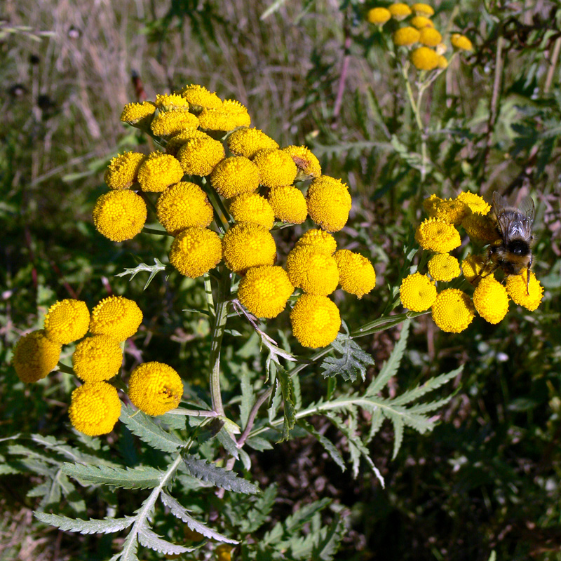 Image of Tanacetum vulgare specimen.