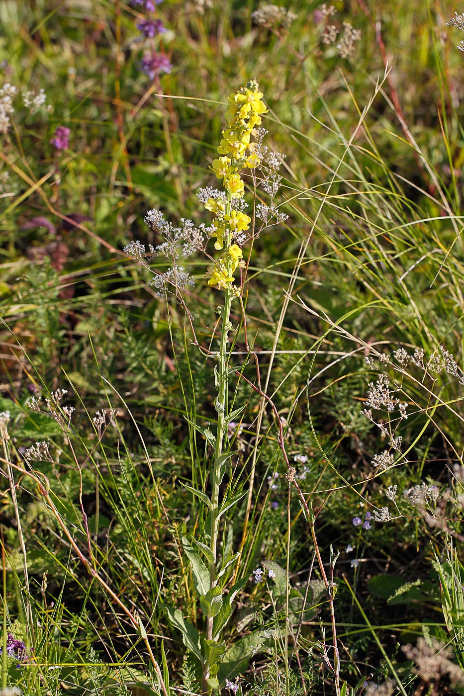 Image of Verbascum lychnitis specimen.