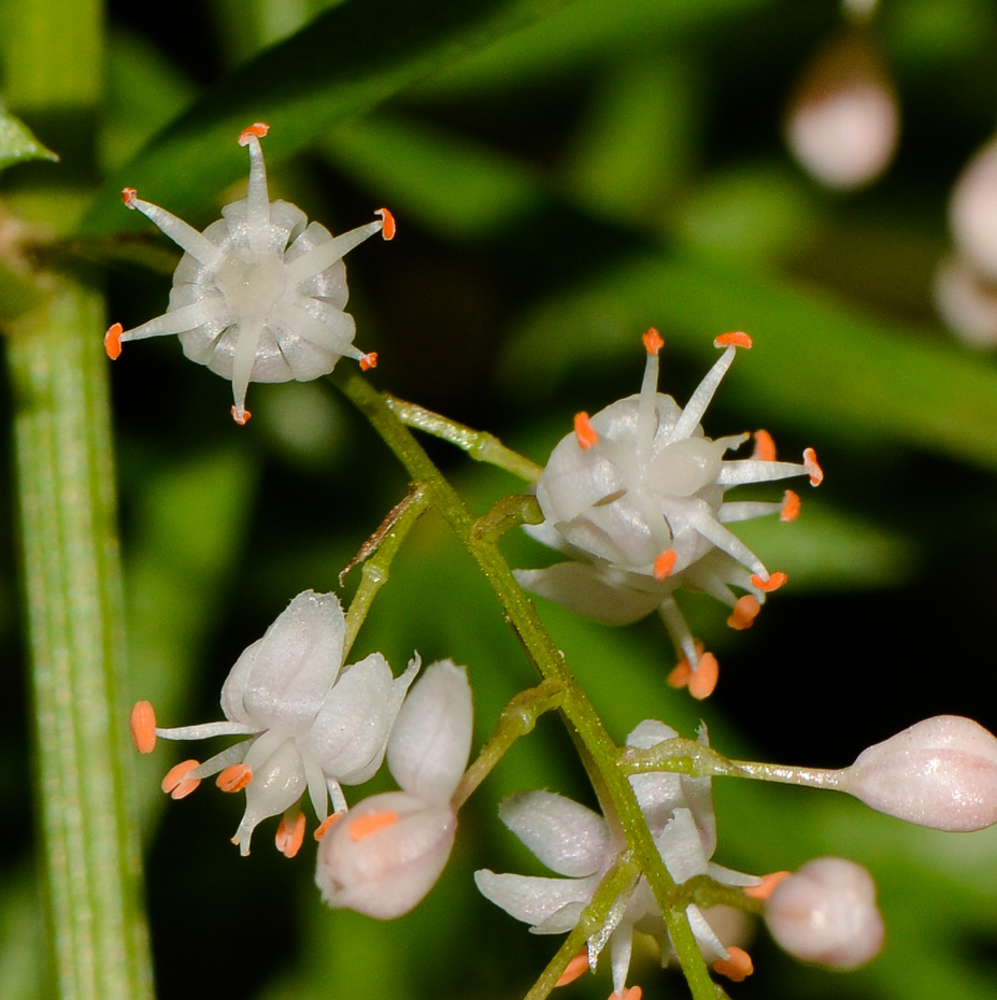 Image of Asparagus densiflorus specimen.