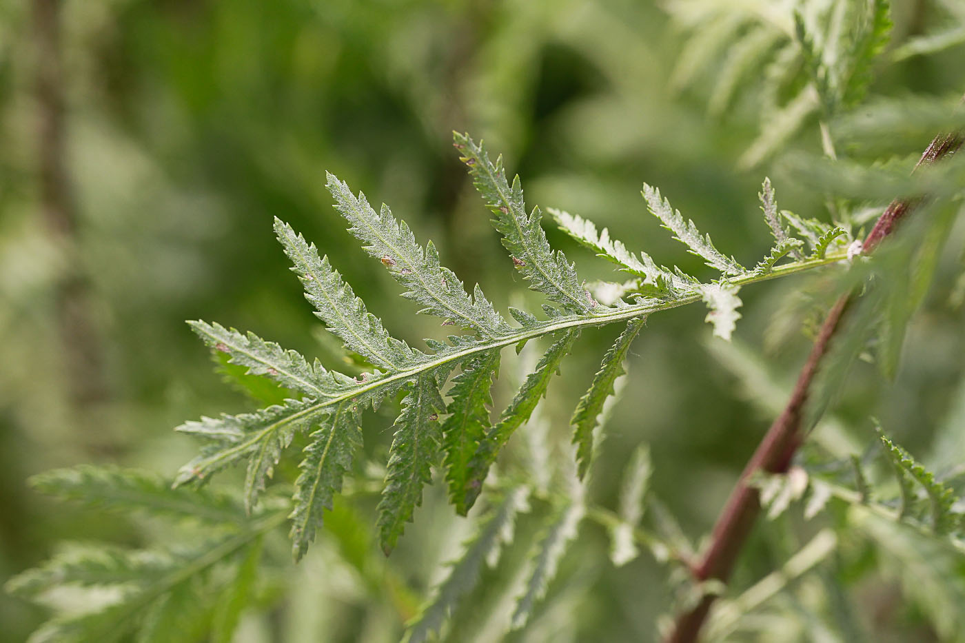 Image of Tanacetum vulgare specimen.