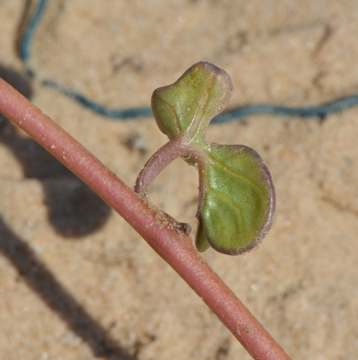 Изображение особи Ipomoea imperati.