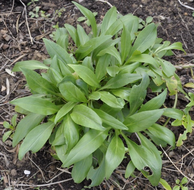 Изображение особи Centranthus ruber.