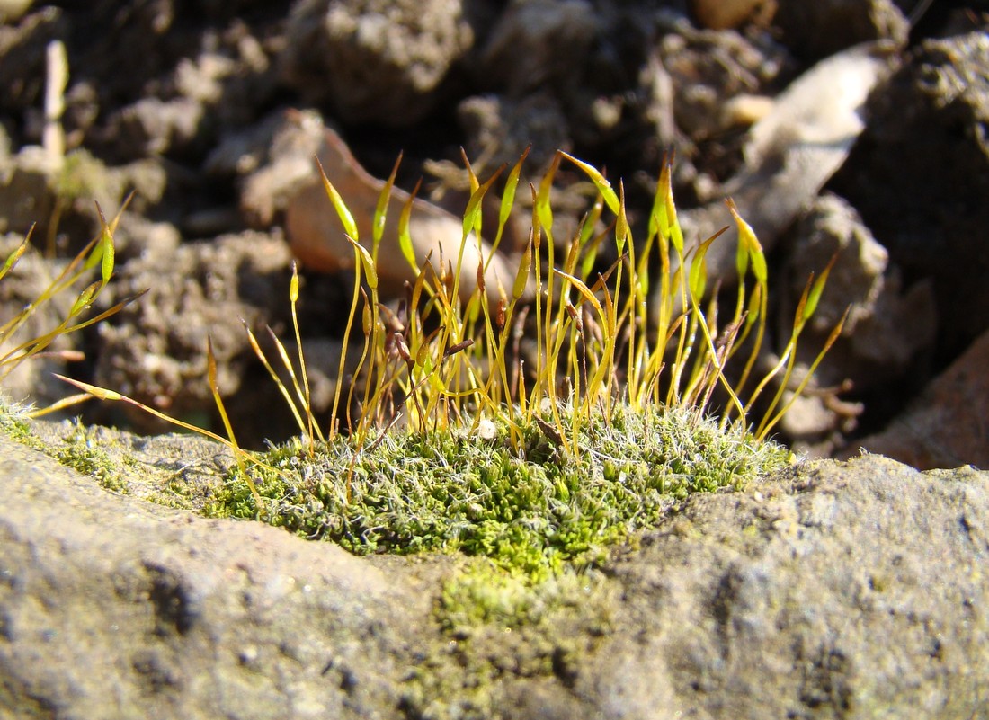 Image of genus Racomitrium specimen.