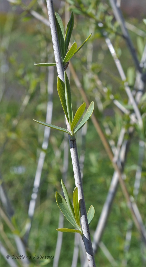 Image of Salix ledebouriana specimen.