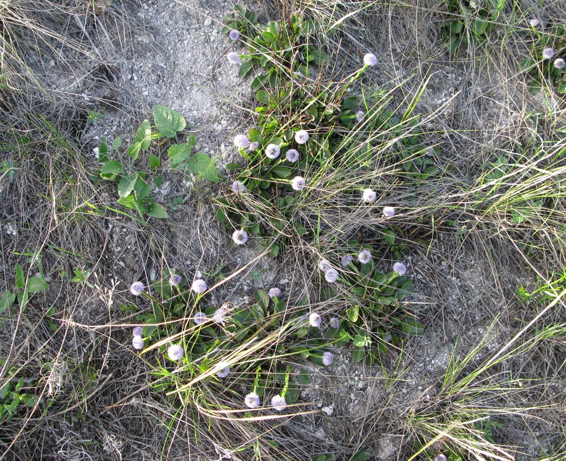 Изображение особи Globularia bisnagarica.