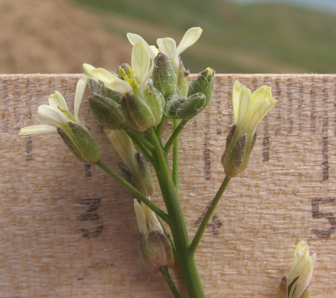 Изображение особи Camelina rumelica.