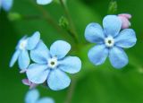 Brunnera macrophylla