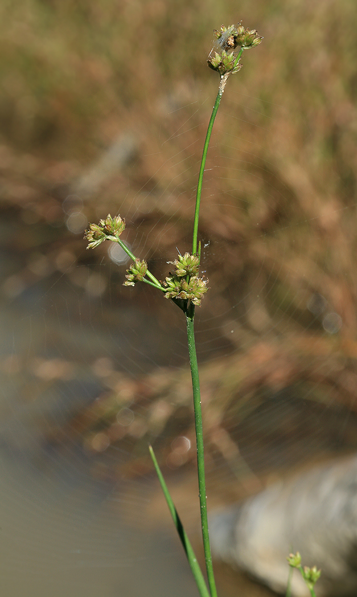 Image of Juncus turczaninowii specimen.