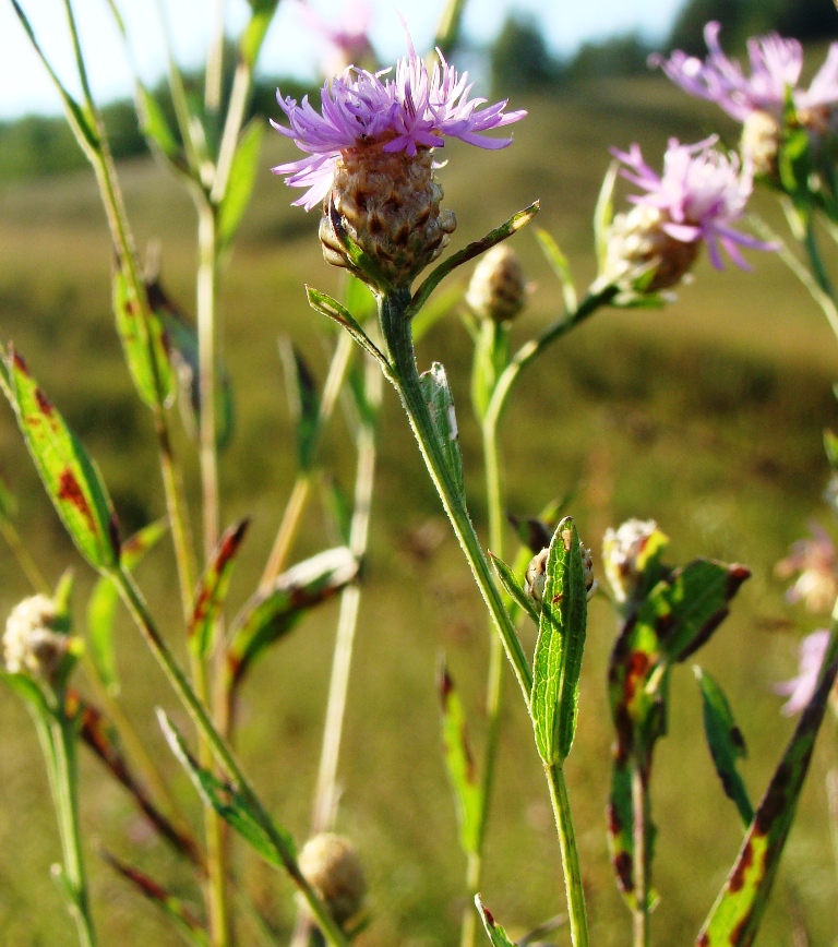 Image of Centaurea jacea specimen.