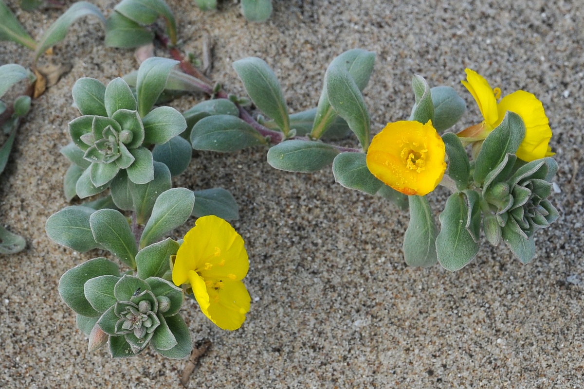 Изображение особи Camissoniopsis cheiranthifolia.