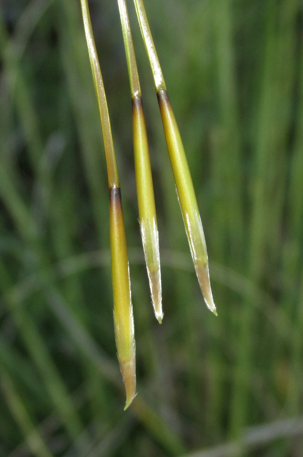 Изображение особи Stipa pulcherrima.