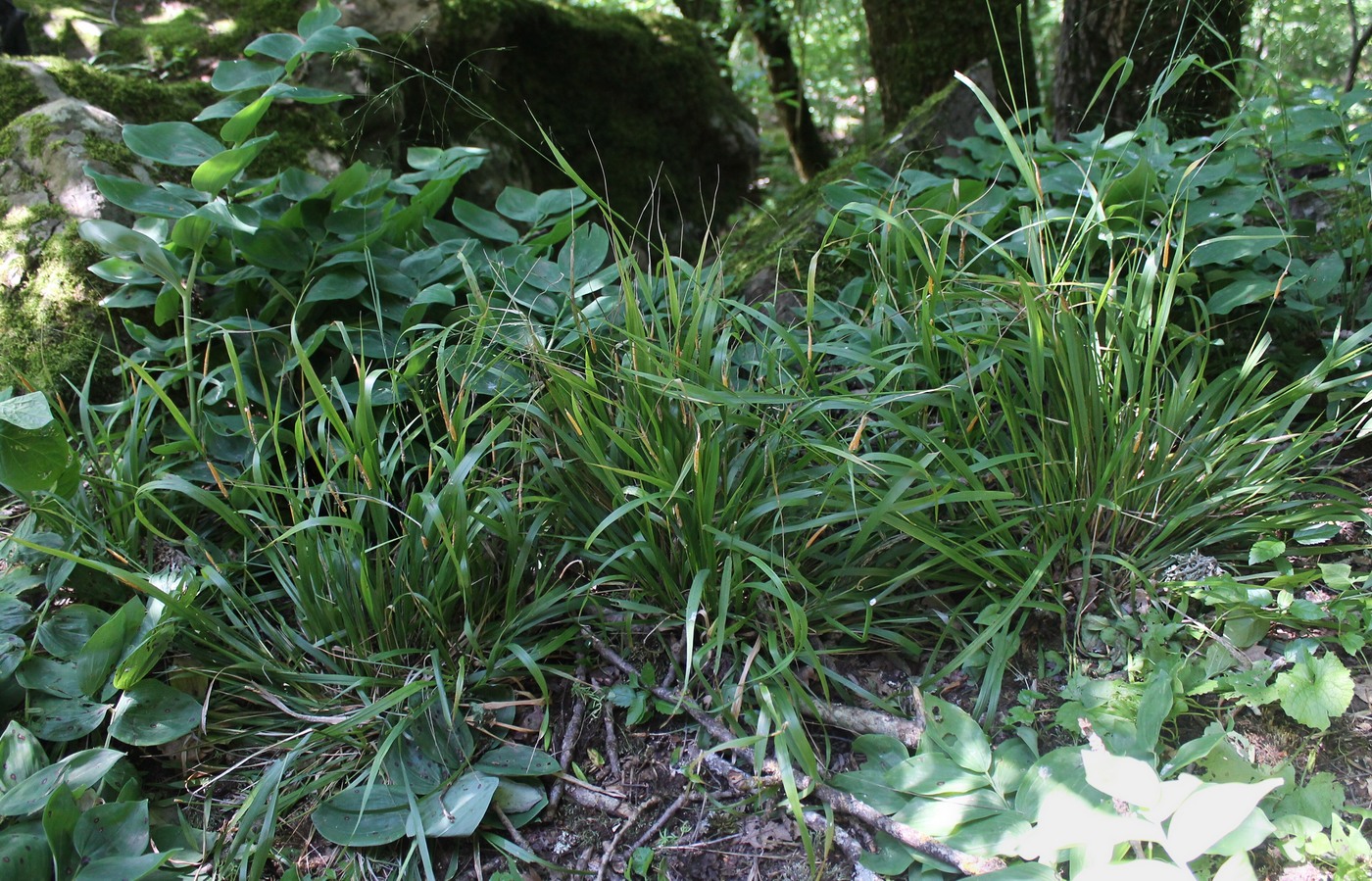 Image of Achnatherum virescens specimen.