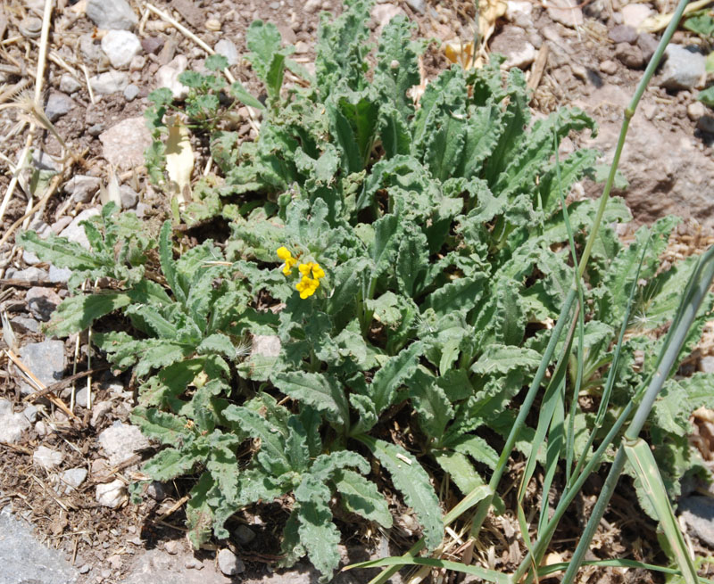 Image of Alkanna orientalis specimen.