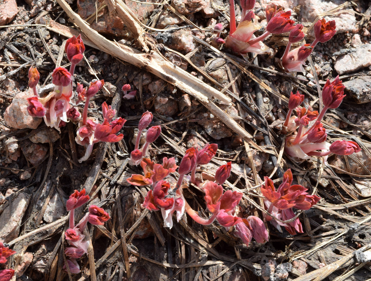 Image of Geranium ferganense specimen.