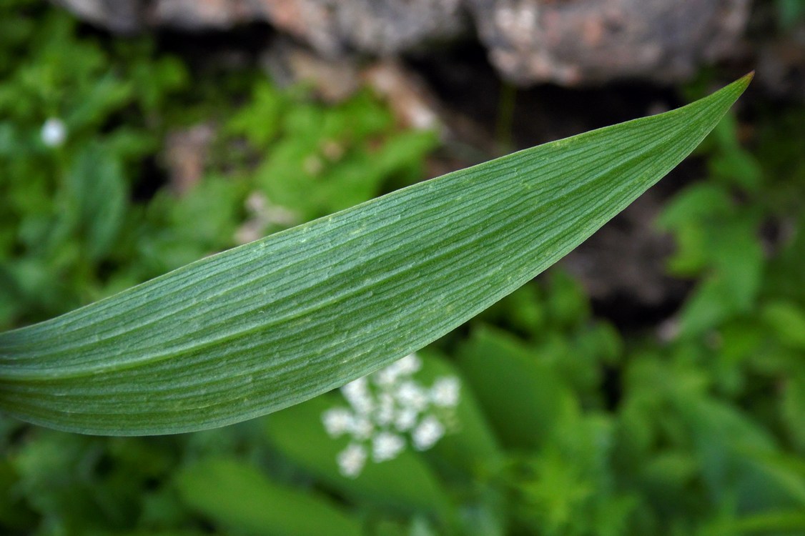 Image of Lilium kesselringianum specimen.